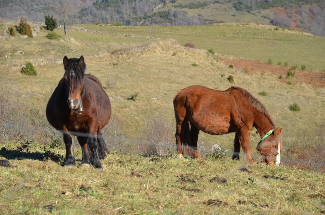 Casa Rural Mollo, Vall De Camprodon Экстерьер фото